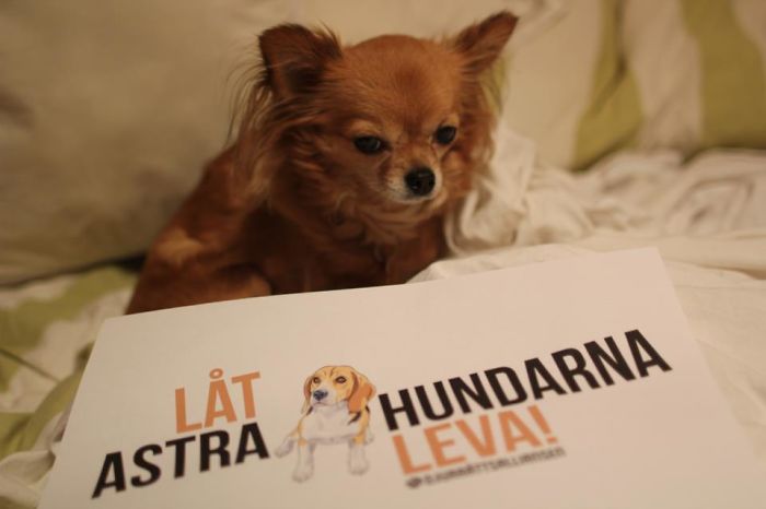 My Precious Dog Passed Away Close To Her 11th Birthday, This Is The Story Of A Lifetime With Her My Precious Dog Passed Away Close To Her 11th Birthday, This Is The Story Of A Lifetime With Her