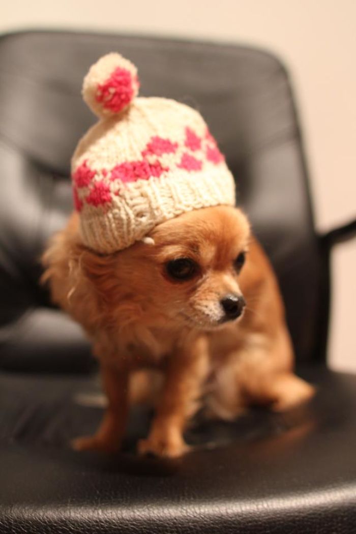 My Precious Dog Passed Away Close To Her 11th Birthday, This Is The Story Of A Lifetime With Her My Precious Dog Passed Away Close To Her 11th Birthday, This Is The Story Of A Lifetime With Her