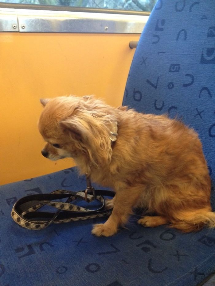 My Precious Dog Passed Away Close To Her 11th Birthday, This Is The Story Of A Lifetime With Her My Precious Dog Passed Away Close To Her 11th Birthday, This Is The Story Of A Lifetime With Her