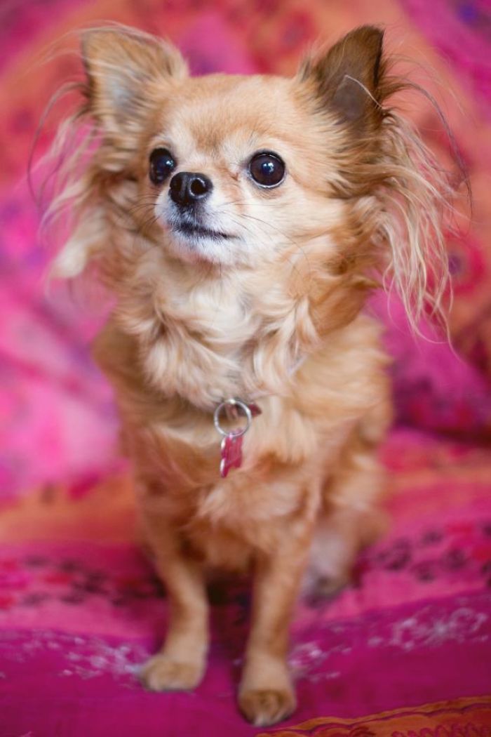 My Precious Dog Passed Away Close To Her 11th Birthday, This Is The Story Of A Lifetime With Her My Precious Dog Passed Away Close To Her 11th Birthday, This Is The Story Of A Lifetime With Her