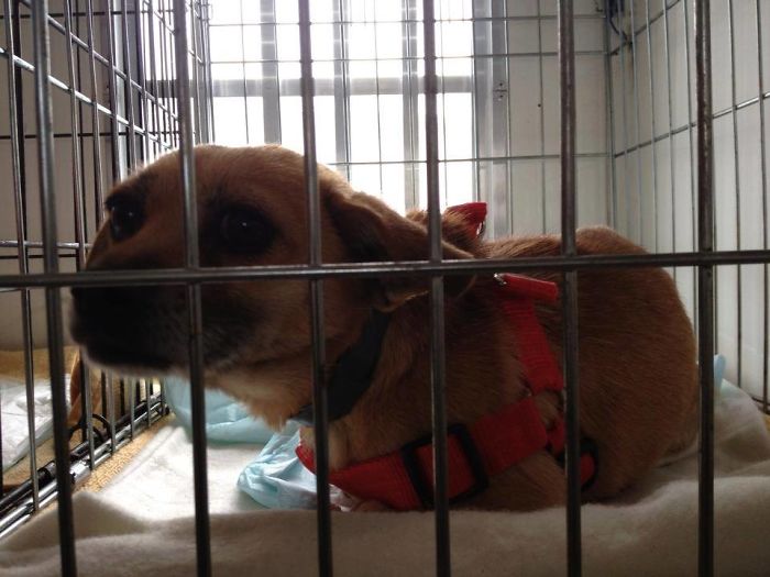 My Precious Dog Passed Away Close To Her 11th Birthday, This Is The Story Of A Lifetime With Her My Precious Dog Passed Away Close To Her 11th Birthday, This Is The Story Of A Lifetime With Her