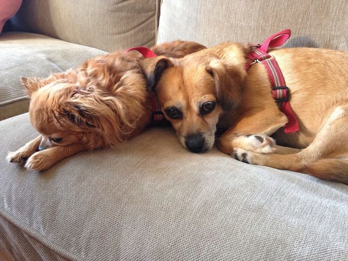 My Precious Dog Passed Away Close To Her 11th Birthday, This Is The Story Of A Lifetime With Her My Precious Dog Passed Away Close To Her 11th Birthday, This Is The Story Of A Lifetime With Her