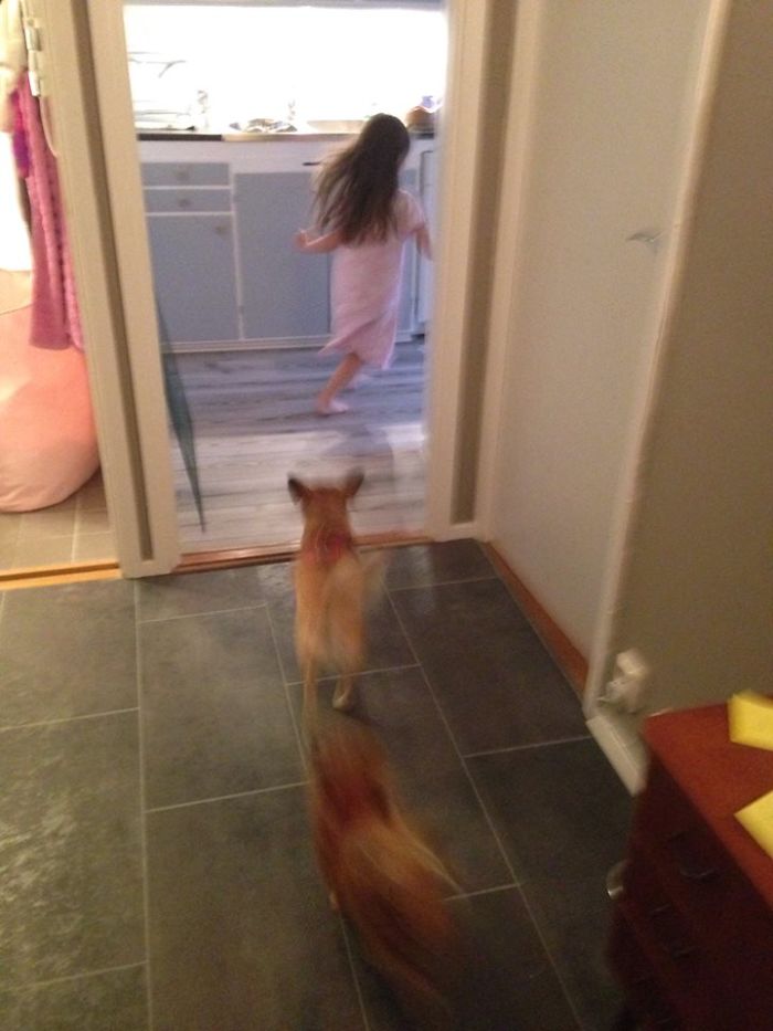 My Precious Dog Passed Away Close To Her 11th Birthday, This Is The Story Of A Lifetime With Her My Precious Dog Passed Away Close To Her 11th Birthday, This Is The Story Of A Lifetime With Her