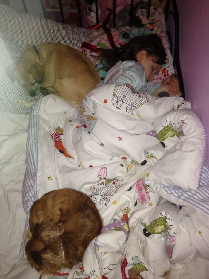 My Precious Dog Passed Away Close To Her 11th Birthday, This Is The Story Of A Lifetime With Her My Precious Dog Passed Away Close To Her 11th Birthday, This Is The Story Of A Lifetime With Her