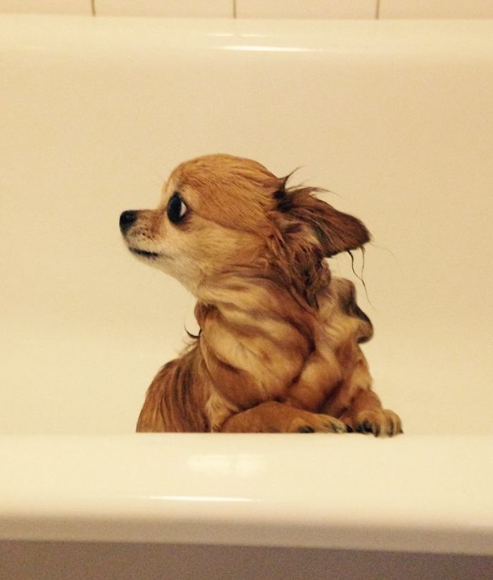 My Precious Dog Passed Away Close To Her 11th Birthday, This Is The Story Of A Lifetime With Her My Precious Dog Passed Away Close To Her 11th Birthday, This Is The Story Of A Lifetime With Her