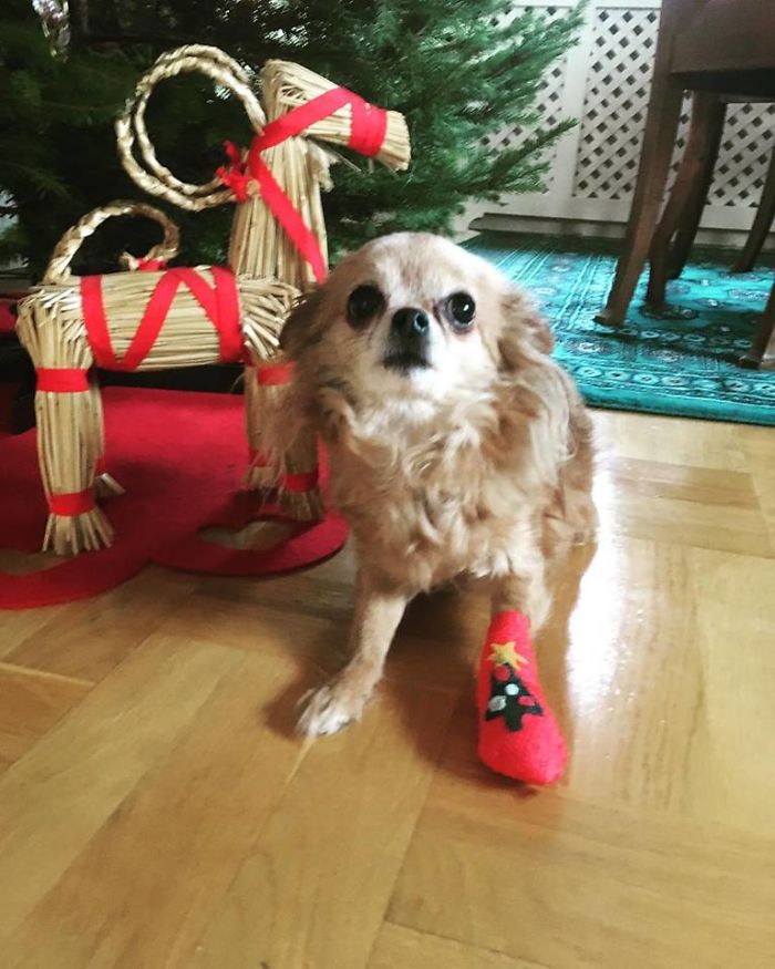 My Precious Dog Passed Away Close To Her 11th Birthday, This Is The Story Of A Lifetime With Her My Precious Dog Passed Away Close To Her 11th Birthday, This Is The Story Of A Lifetime With Her