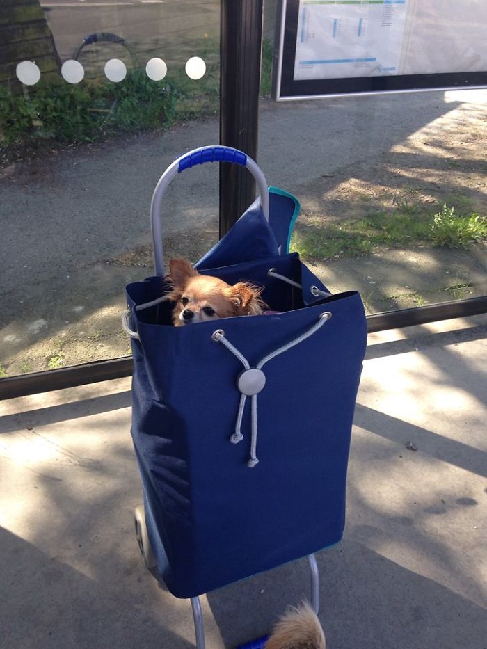 My Precious Dog Passed Away Close To Her 11th Birthday, This Is The Story Of A Lifetime With Her My Precious Dog Passed Away Close To Her 11th Birthday, This Is The Story Of A Lifetime With Her