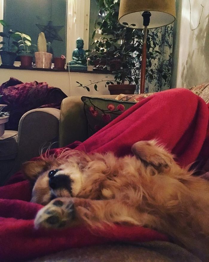 My Precious Dog Passed Away Close To Her 11th Birthday, This Is The Story Of A Lifetime With Her My Precious Dog Passed Away Close To Her 11th Birthday, This Is The Story Of A Lifetime With Her