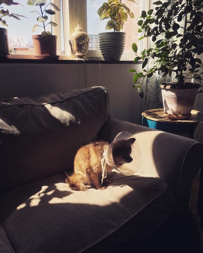 My Precious Dog Passed Away Close To Her 11th Birthday, This Is The Story Of A Lifetime With Her My Precious Dog Passed Away Close To Her 11th Birthday, This Is The Story Of A Lifetime With Her