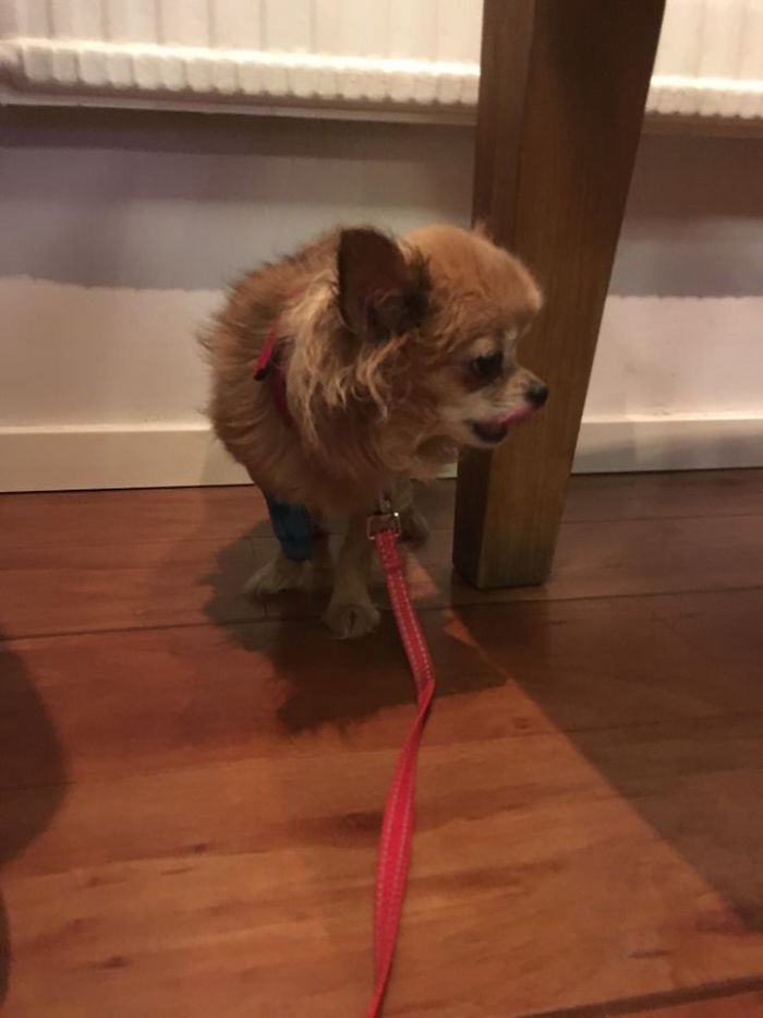 My Precious Dog Passed Away Close To Her 11th Birthday, This Is The Story Of A Lifetime With Her My Precious Dog Passed Away Close To Her 11th Birthday, This Is The Story Of A Lifetime With Her