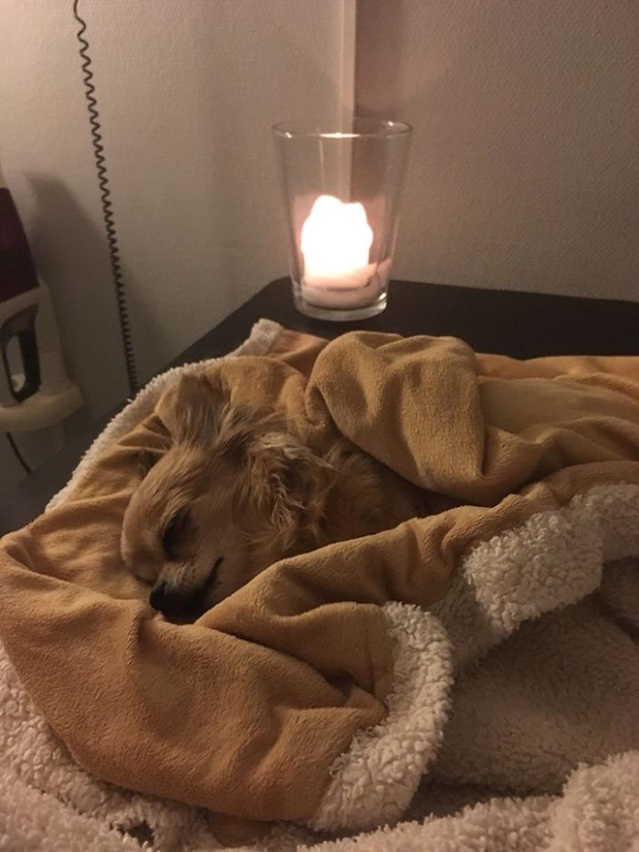 My Precious Dog Passed Away Close To Her 11th Birthday, This Is The Story Of A Lifetime With Her My Precious Dog Passed Away Close To Her 11th Birthday, This Is The Story Of A Lifetime With Her