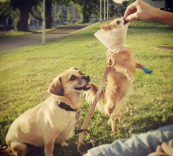 My Precious Dog Passed Away Close To Her 11th Birthday, This Is The Story Of A Lifetime With Her My Precious Dog Passed Away Close To Her 11th Birthday, This Is The Story Of A Lifetime With Her