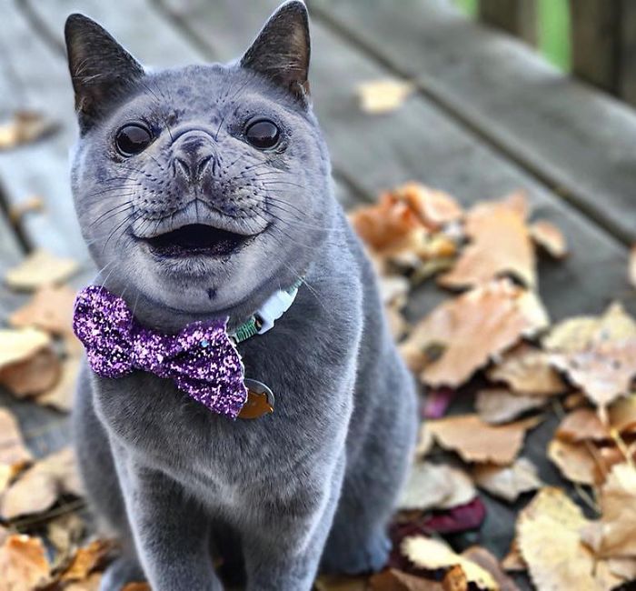 At The Request Of The Owners, Girl Turns Pets Into Monsters In Photoshop And The Result Will Give You Nightmares, Or, Make You Laugh