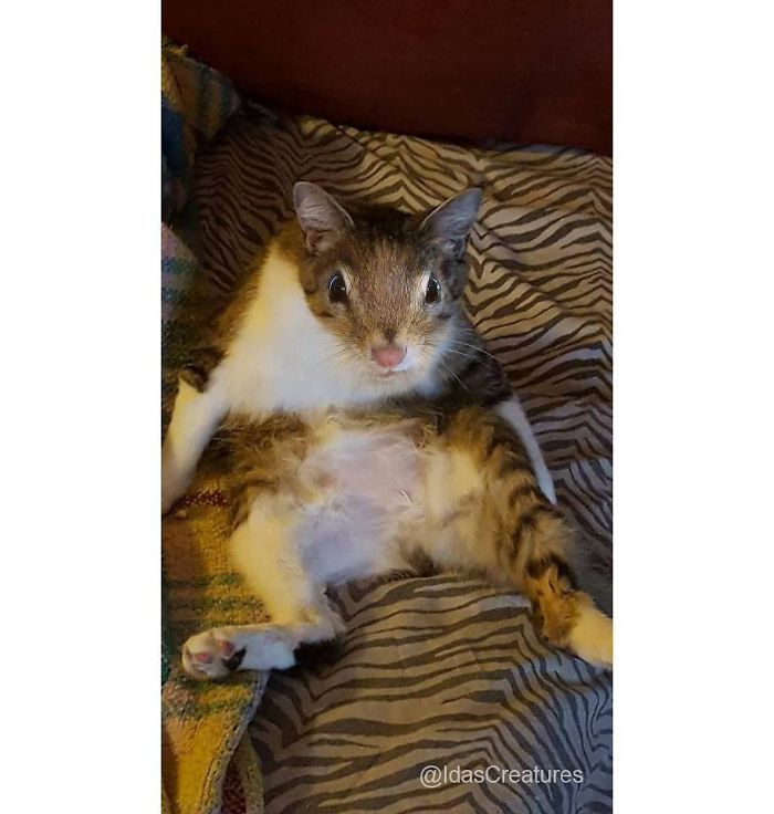 At The Request Of The Owners, Girl Turns Pets Into Monsters In Photoshop And The Result Will Give You Nightmares, Or, Make You Laugh