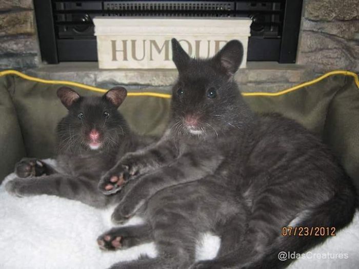 At The Request Of The Owners, Girl Turns Pets Into Monsters In Photoshop And The Result Will Give You Nightmares, Or, Make You Laugh