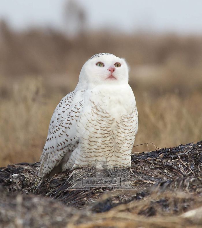 At The Request Of The Owners, Girl Turns Pets Into Monsters In Photoshop And The Result Will Give You Nightmares, Or, Make You Laugh