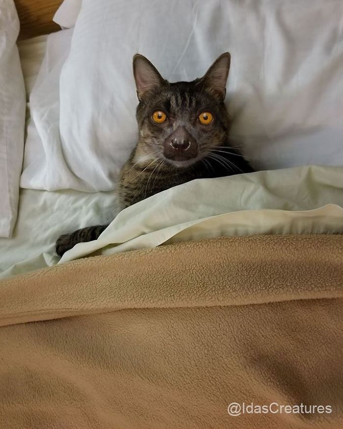 At The Request Of The Owners, Girl Turns Pets Into Monsters In Photoshop And The Result Will Give You Nightmares, Or, Make You Laugh