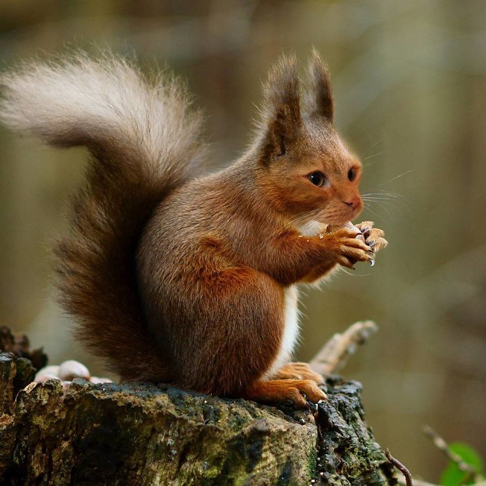 At The Request Of The Owners, Girl Turns Pets Into Monsters In Photoshop And The Result Will Give You Nightmares, Or, Make You Laugh