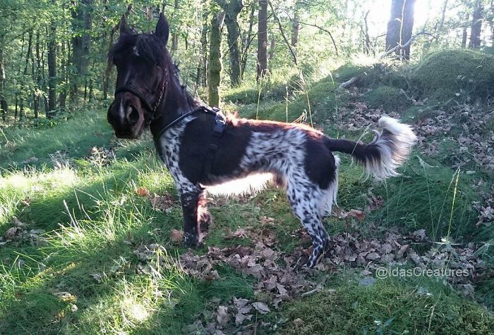 At The Request Of The Owners, Girl Turns Pets Into Monsters In Photoshop And The Result Will Give You Nightmares, Or, Make You Laugh