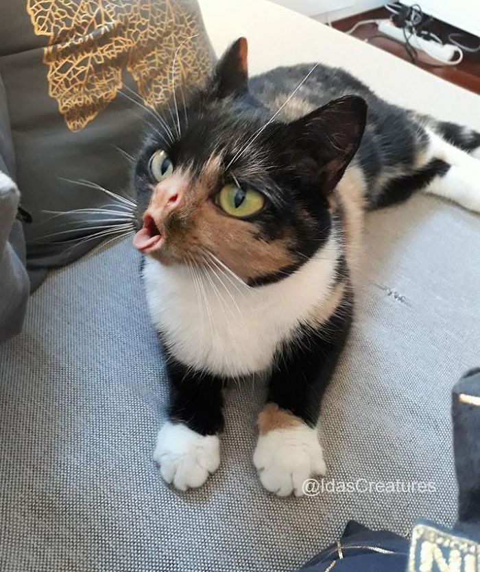 At The Request Of The Owners, Girl Turns Pets Into Monsters In Photoshop And The Result Will Give You Nightmares, Or, Make You Laugh