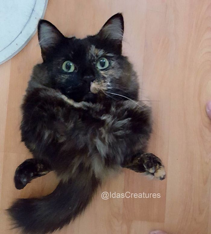 At The Request Of The Owners, Girl Turns Pets Into Monsters In Photoshop And The Result Will Give You Nightmares, Or, Make You Laugh