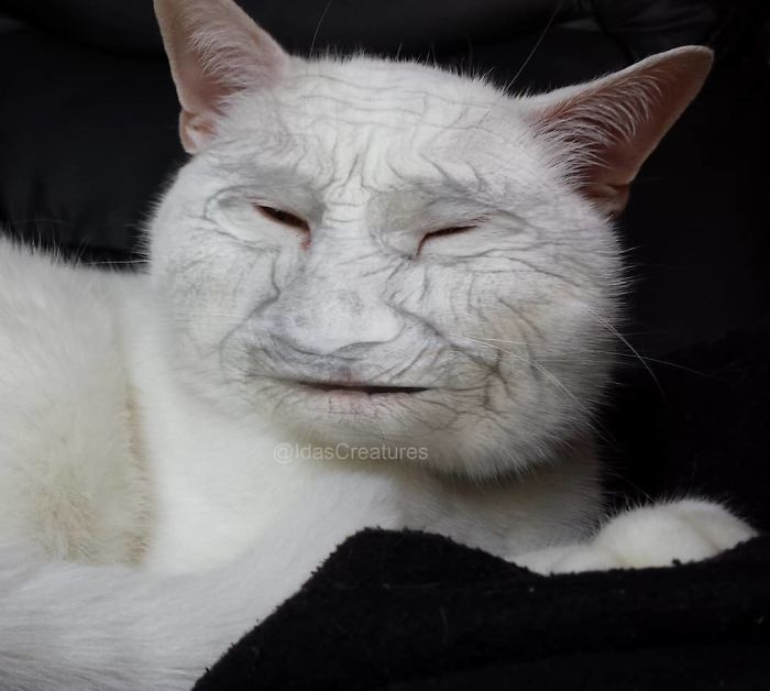 At The Request Of The Owners, Girl Turns Pets Into Monsters In Photoshop And The Result Will Give You Nightmares, Or, Make You Laugh