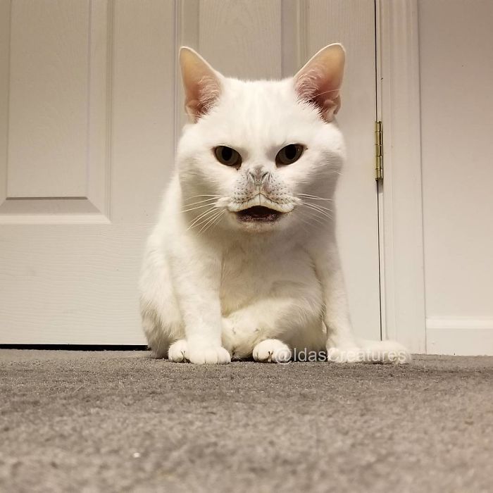 At The Request Of The Owners, Girl Turns Pets Into Monsters In Photoshop And The Result Will Give You Nightmares, Or, Make You Laugh