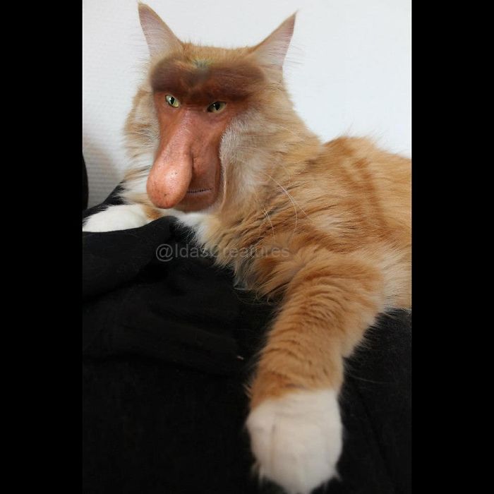 At The Request Of The Owners, Girl Turns Pets Into Monsters In Photoshop And The Result Will Give You Nightmares, Or, Make You Laugh