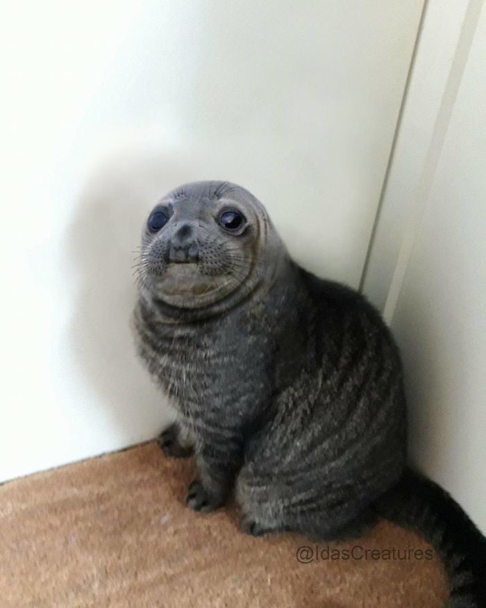 At The Request Of The Owners, Girl Turns Pets Into Monsters In Photoshop And The Result Will Give You Nightmares, Or, Make You Laugh