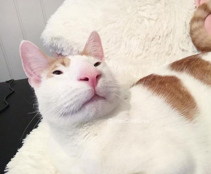 At The Request Of The Owners, Girl Turns Pets Into Monsters In Photoshop And The Result Will Give You Nightmares, Or, Make You Laugh