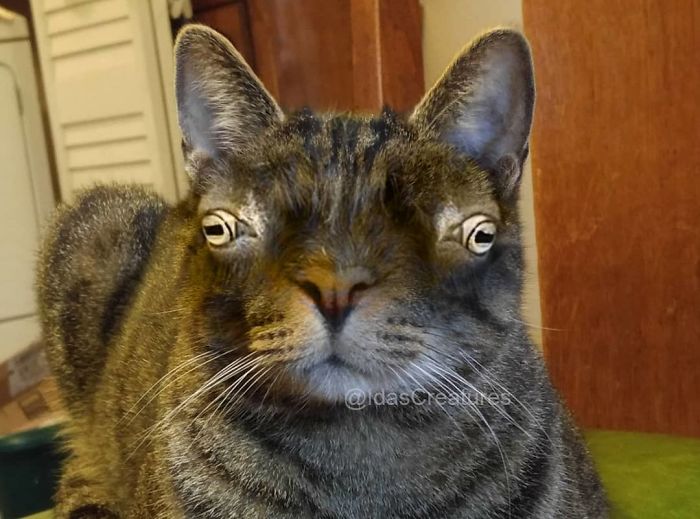 At The Request Of The Owners, Girl Turns Pets Into Monsters In Photoshop And The Result Will Give You Nightmares, Or, Make You Laugh