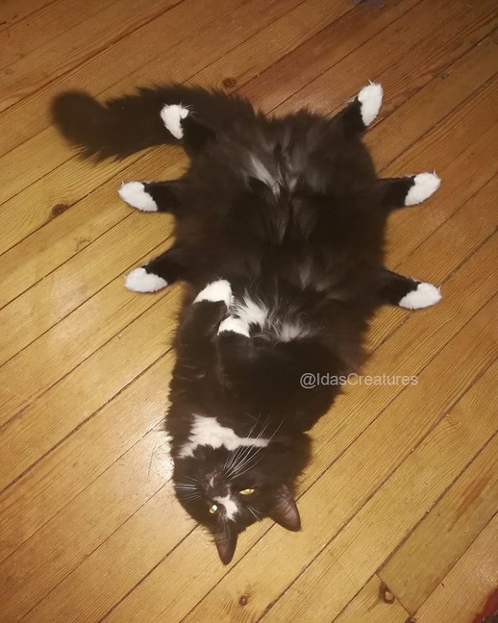 At The Request Of The Owners, Girl Turns Pets Into Monsters In Photoshop And The Result Will Give You Nightmares, Or, Make You Laugh