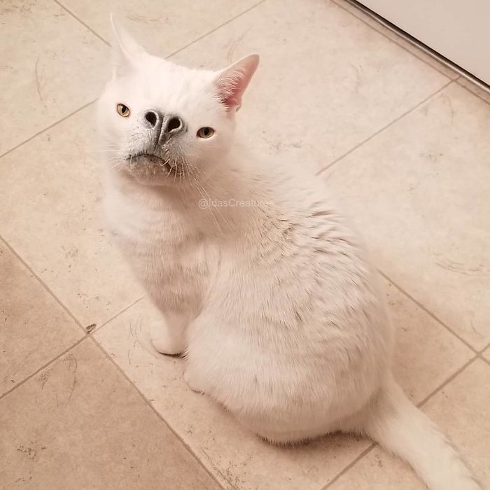 At The Request Of The Owners, Girl Turns Pets Into Monsters In Photoshop And The Result Will Give You Nightmares, Or, Make You Laugh