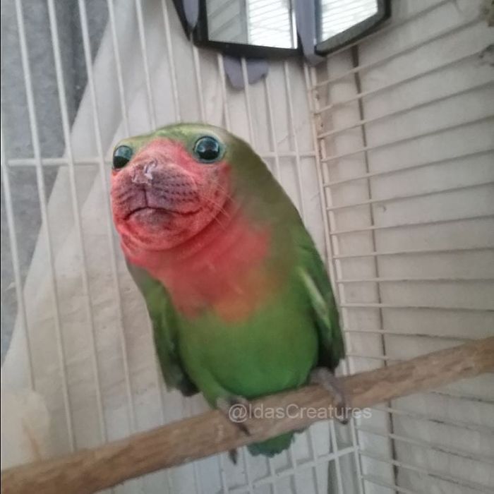 At The Request Of The Owners, Girl Turns Pets Into Monsters In Photoshop And The Result Will Give You Nightmares, Or, Make You Laugh