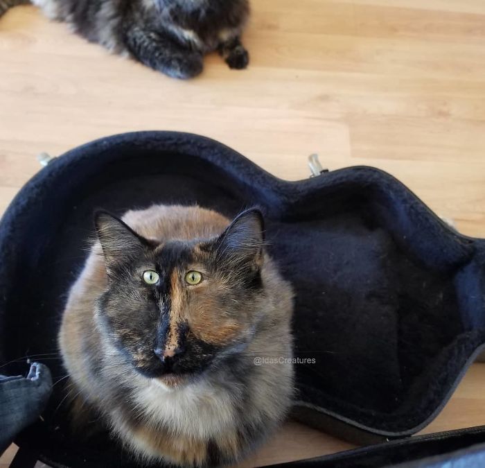 At The Request Of The Owners, Girl Turns Pets Into Monsters In Photoshop And The Result Will Give You Nightmares, Or, Make You Laugh