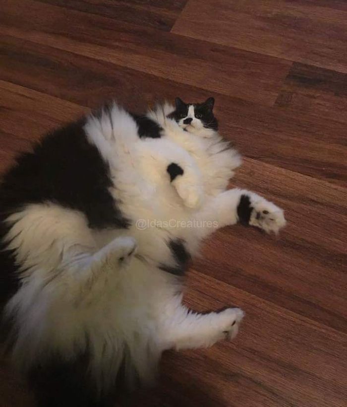 At The Request Of The Owners, Girl Turns Pets Into Monsters In Photoshop And The Result Will Give You Nightmares, Or, Make You Laugh