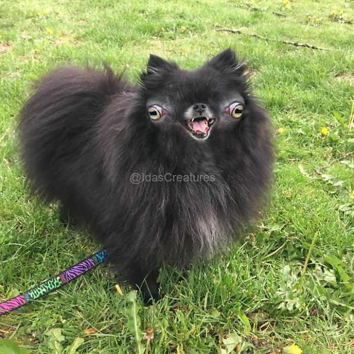 At The Request Of The Owners, Girl Turns Pets Into Monsters In Photoshop And The Result Will Give You Nightmares, Or, Make You Laugh