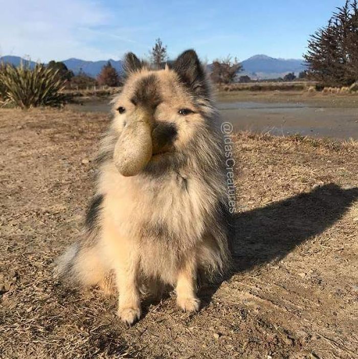 At The Request Of The Owners, Girl Turns Pets Into Monsters In Photoshop And The Result Will Give You Nightmares, Or, Make You Laugh