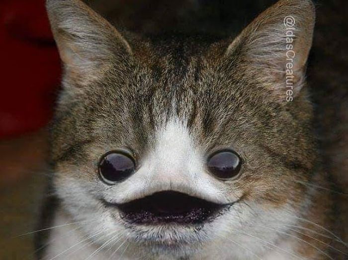 At The Request Of The Owners, Girl Turns Pets Into Monsters In Photoshop And The Result Will Give You Nightmares, Or, Make You Laugh