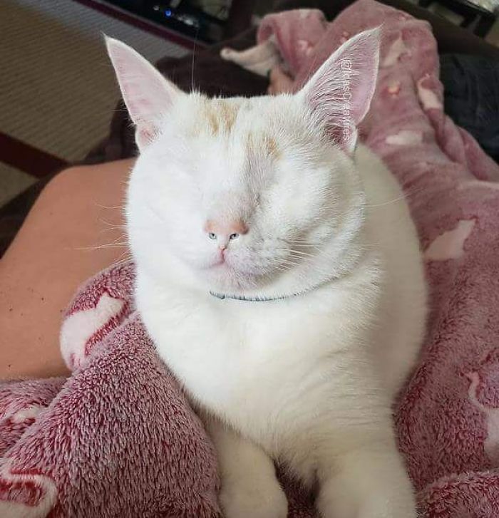 At The Request Of The Owners, Girl Turns Pets Into Monsters In Photoshop And The Result Will Give You Nightmares, Or, Make You Laugh