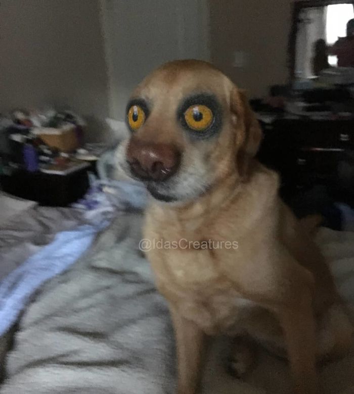 At The Request Of The Owners, Girl Turns Pets Into Monsters In Photoshop And The Result Will Give You Nightmares, Or, Make You Laugh