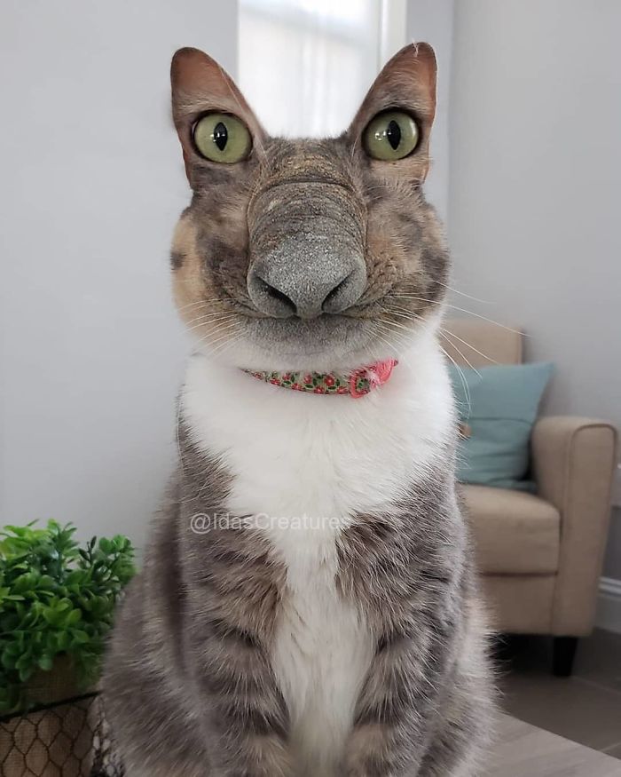 At The Request Of The Owners, Girl Turns Pets Into Monsters In Photoshop And The Result Will Give You Nightmares, Or, Make You Laugh