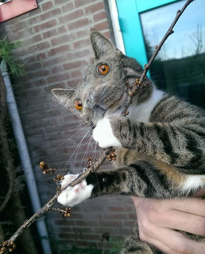 At The Request Of The Owners, Girl Turns Pets Into Monsters In Photoshop And The Result Will Give You Nightmares, Or, Make You Laugh