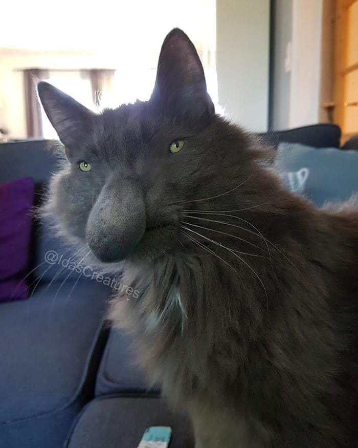 At The Request Of The Owners, Girl Turns Pets Into Monsters In Photoshop And The Result Will Give You Nightmares, Or, Make You Laugh