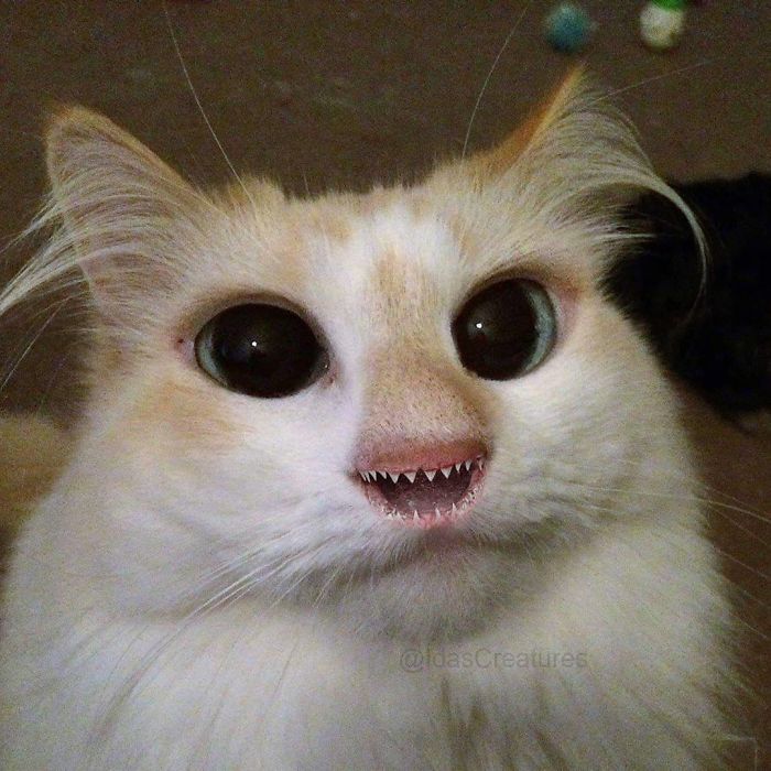 At The Request Of The Owners, Girl Turns Pets Into Monsters In Photoshop And The Result Will Give You Nightmares, Or, Make You Laugh