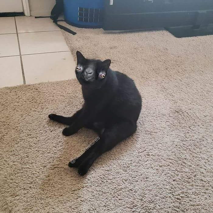 At The Request Of The Owners, Girl Turns Pets Into Monsters In Photoshop And The Result Will Give You Nightmares, Or, Make You Laugh