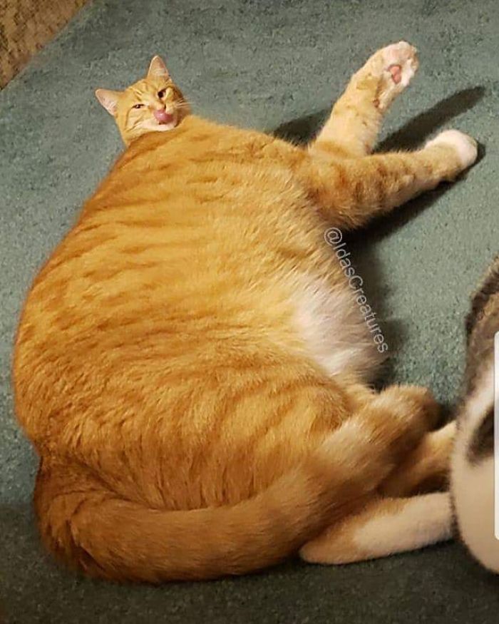 At The Request Of The Owners, Girl Turns Pets Into Monsters In Photoshop And The Result Will Give You Nightmares, Or, Make You Laugh