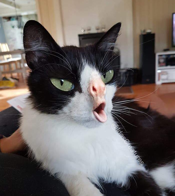 At The Request Of The Owners, Girl Turns Pets Into Monsters In Photoshop And The Result Will Give You Nightmares, Or, Make You Laugh