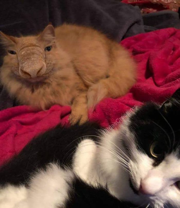 At The Request Of The Owners, Girl Turns Pets Into Monsters In Photoshop And The Result Will Give You Nightmares, Or, Make You Laugh