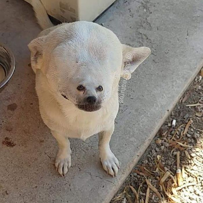 At The Request Of The Owners, Girl Turns Pets Into Monsters In Photoshop And The Result Will Give You Nightmares, Or, Make You Laugh